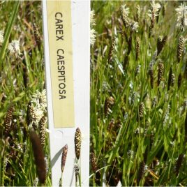 Rasensegge (Carex caespitosa)