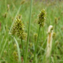 Fuchs-Segge (Carex vulpina)